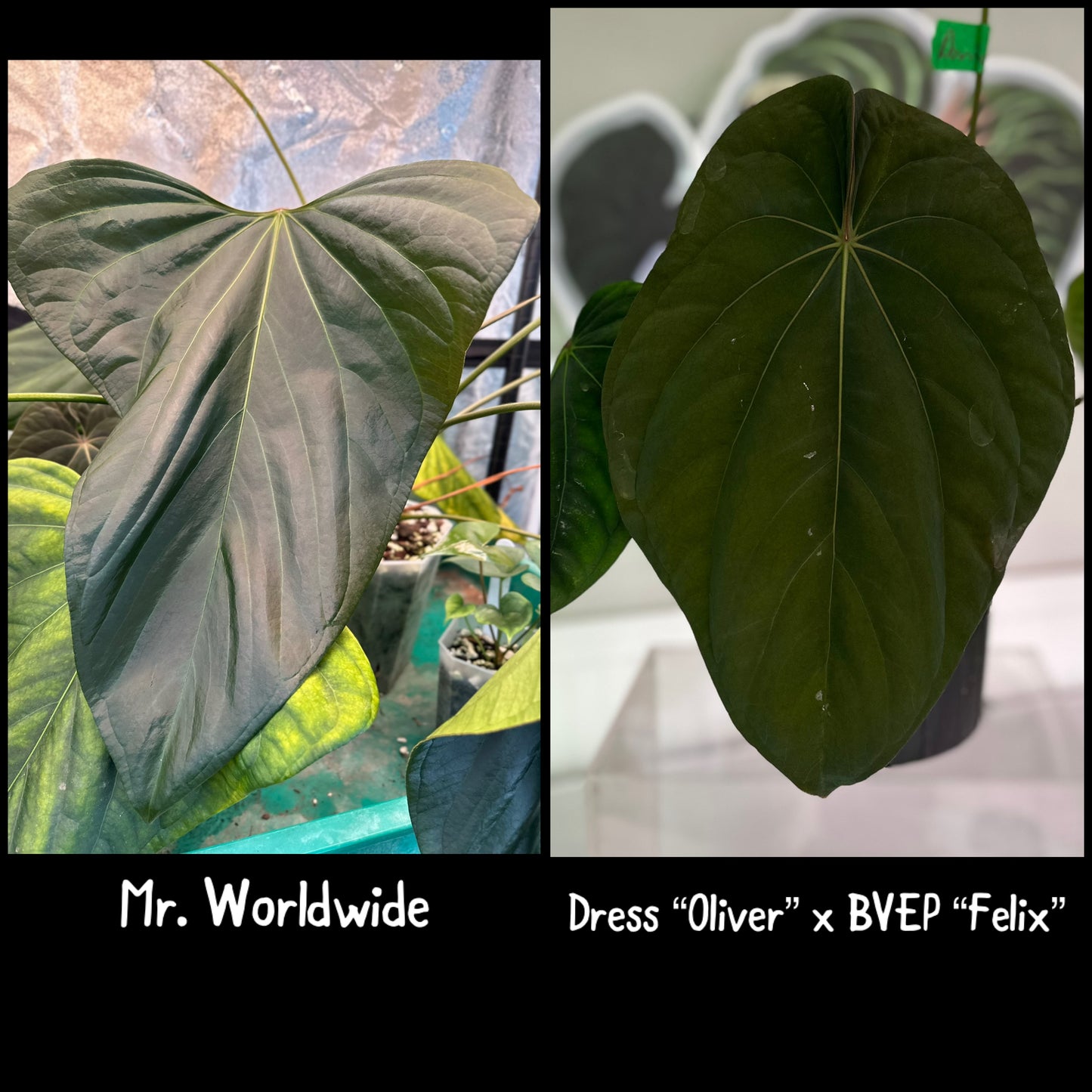 Mr Worldwide x (Dress “Oliver” x BVEP “Felix”) 1-2 leaf Seedling