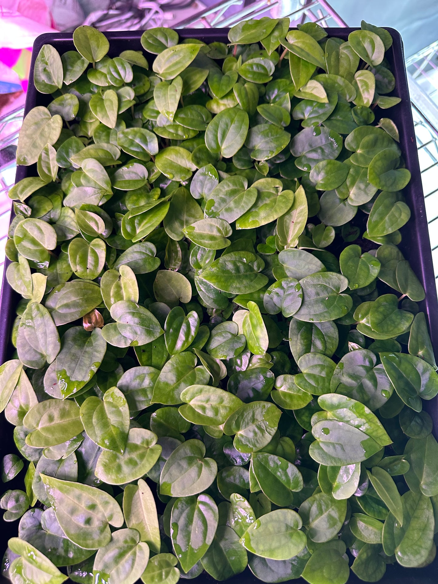 DressCarla x (DressCarla x Gatorbod) 3-4 leaf seedlings