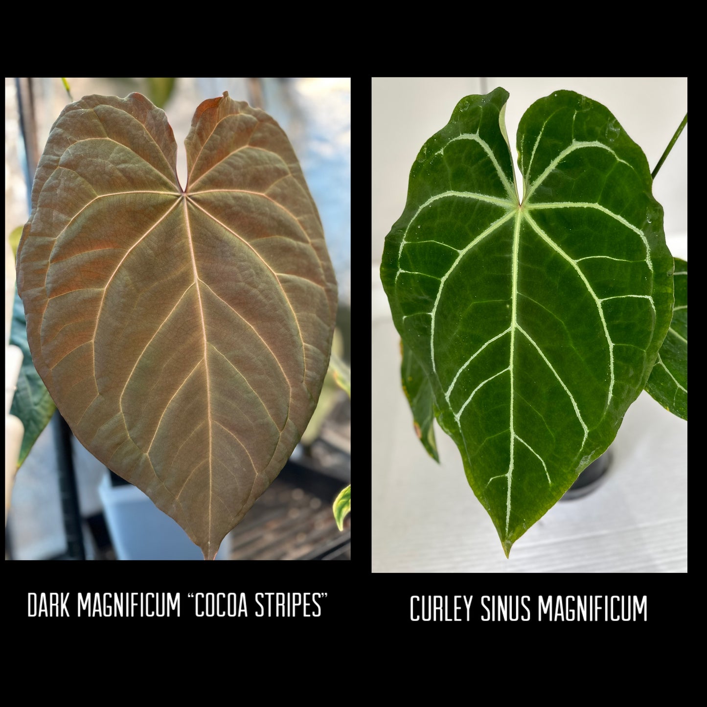 Dark Mag “Cocoa Stripes” x Curly Sinus Mag 3-4 leaf seedling