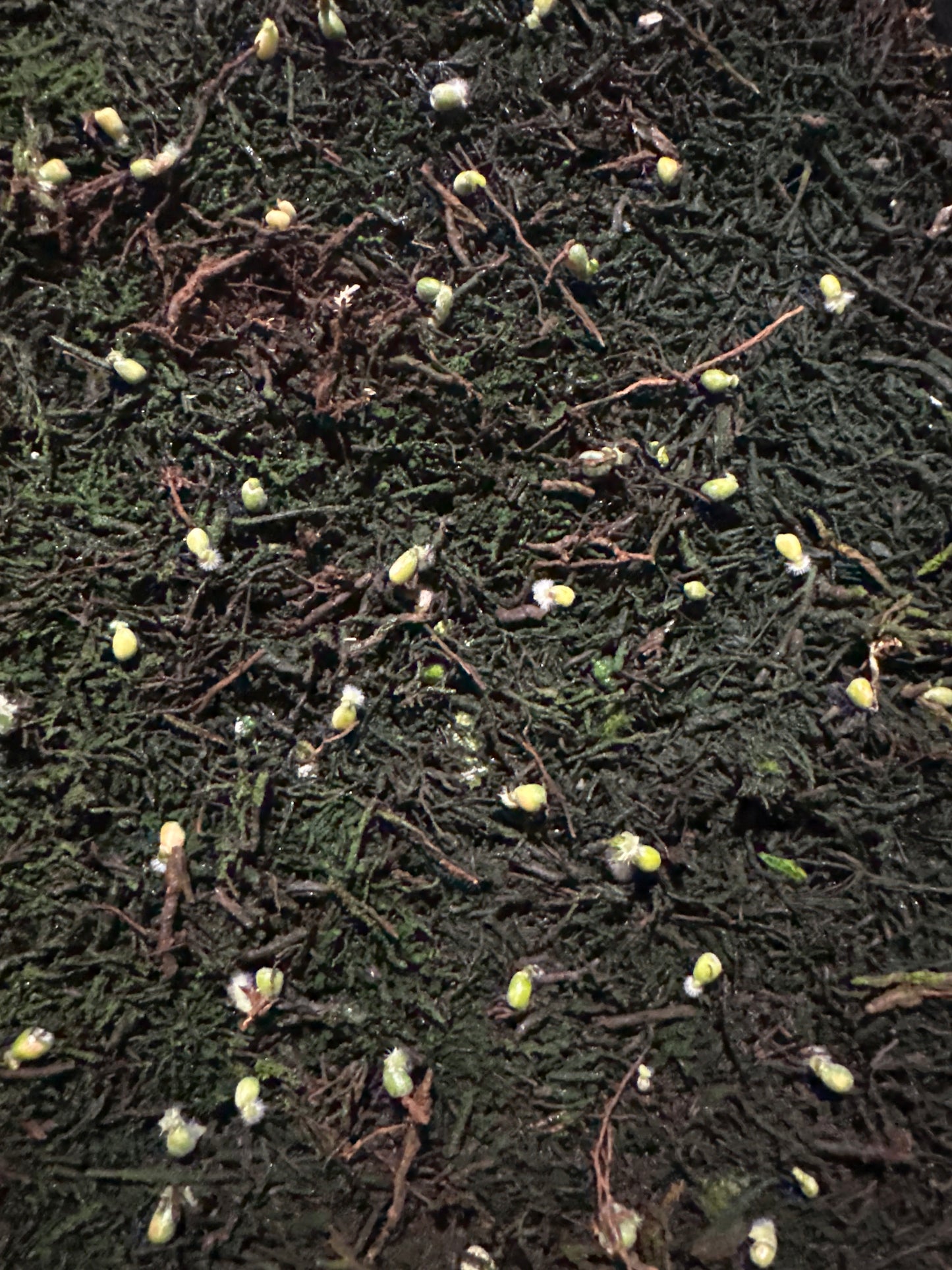 ZaraMichelle F3 x (ZM F3 x ZM F3) germinated seed