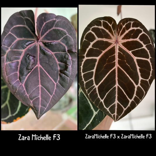 ZaraMichelle F3 x (ZM F3 x ZM F3) germinated seed