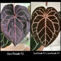 ZaraMichelle F3 x (ZM F3 x ZM F3) germinated seed
