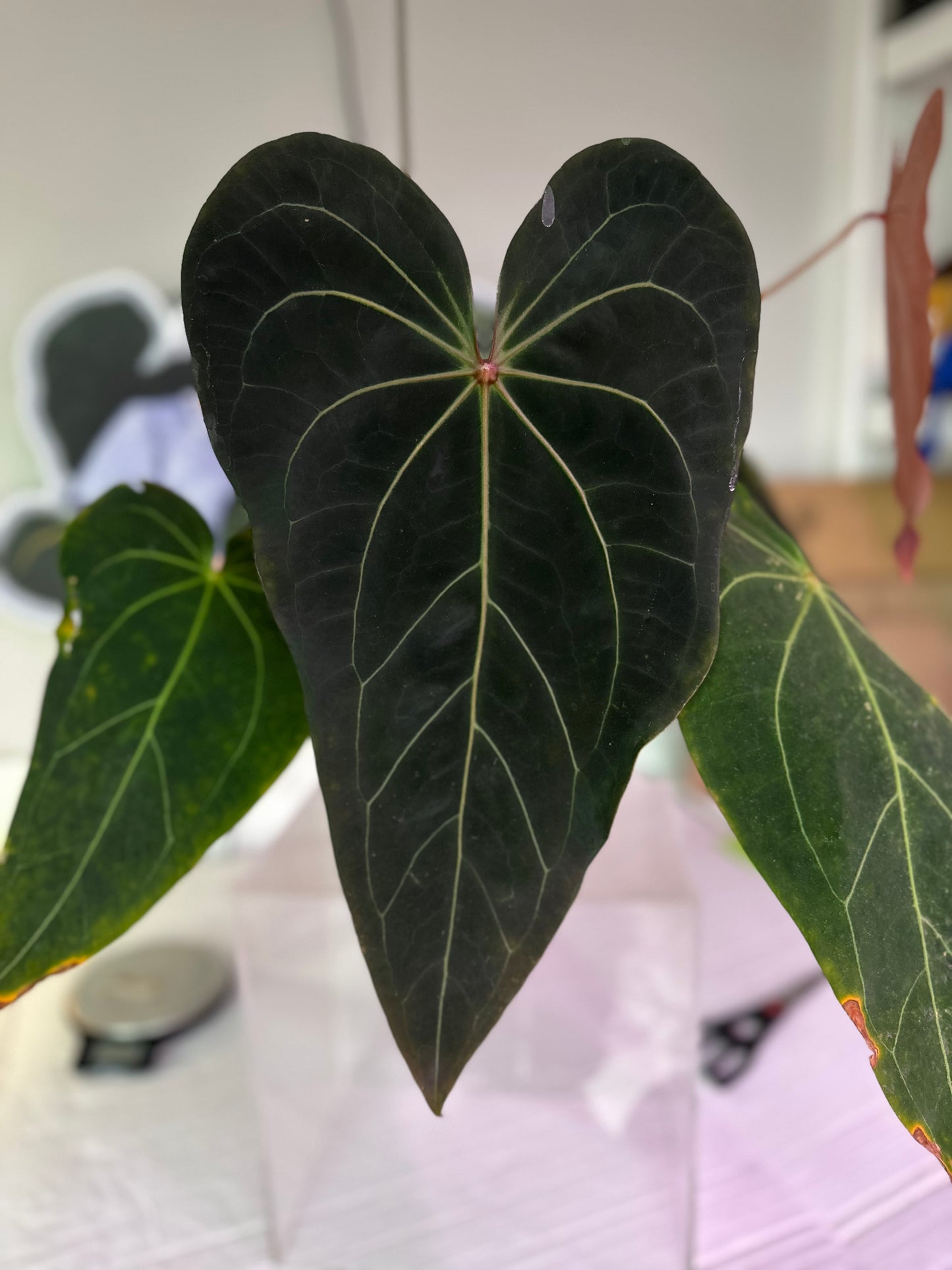 Ace of Athame x Crypt Keeper 1 leaf seeding