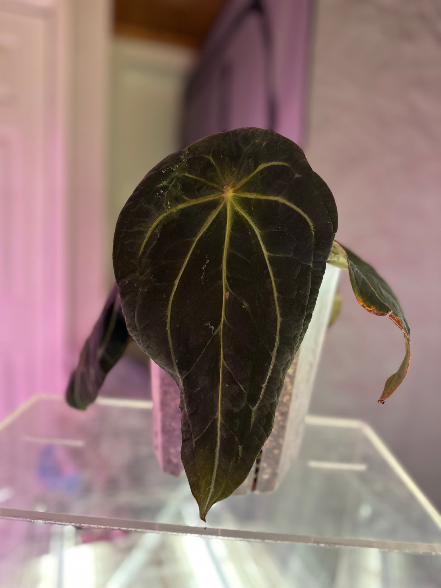Ace of Athame x Crypt Keeper 1 leaf seeding