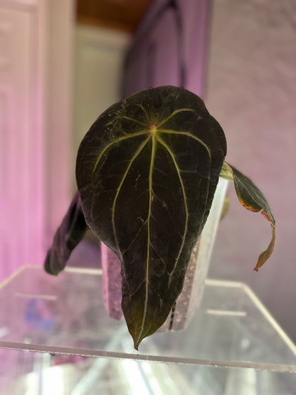Ace of Athame x Crypt Keeper 1 leaf seeding