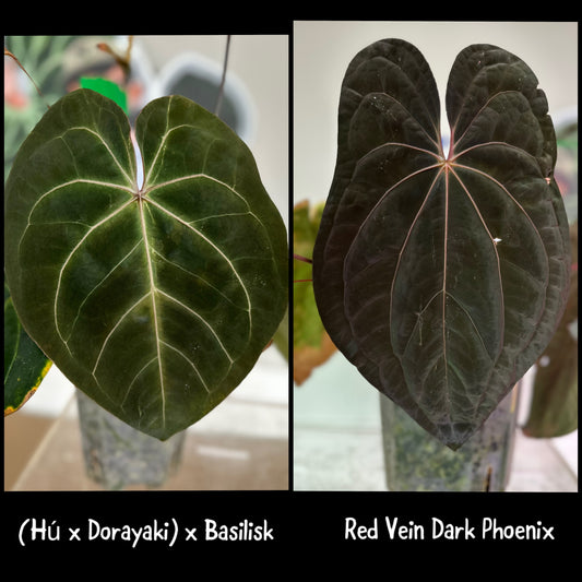 (Hú x Dori) x Basilisk) x Red Vein Dark Phoenix Germinated Seed