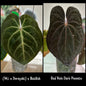 (Hú x Dori) x Basilisk) x Red Vein Dark Phoenix Germinated Seed