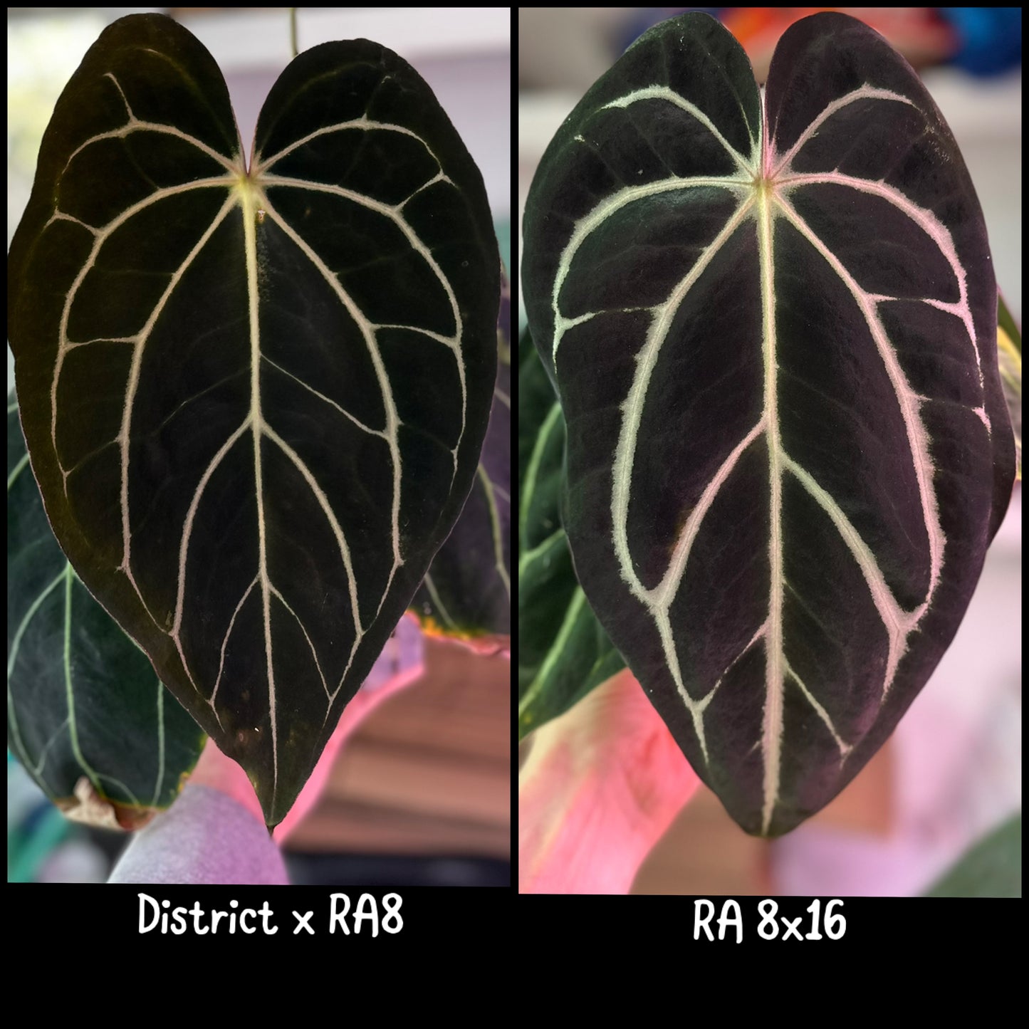 (Carla District x RA8) x (Carla RA 8x16) 1 leaf seedling
