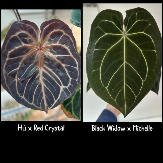 (Hú x Red Crystal) x Black Widow Michelle 1 leaf seedling