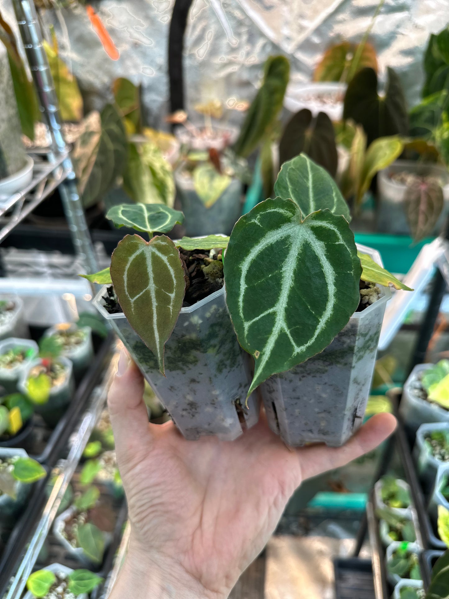 (Hú x Red Crystal) x Black Widow Michelle 4-5 leaf seedling