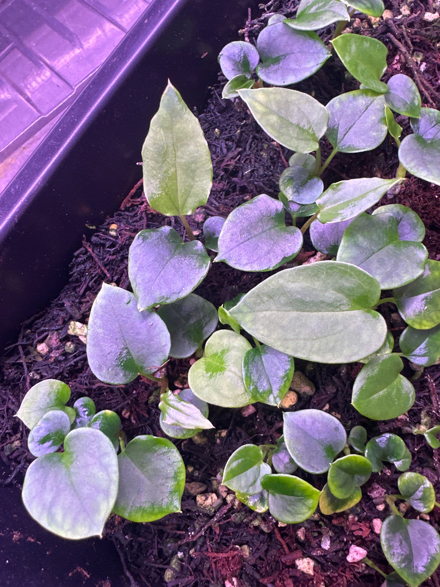 Mr Worldwide x (Dress “Oliver” x BVEP “Felix”) 1-2 leaf Seedling