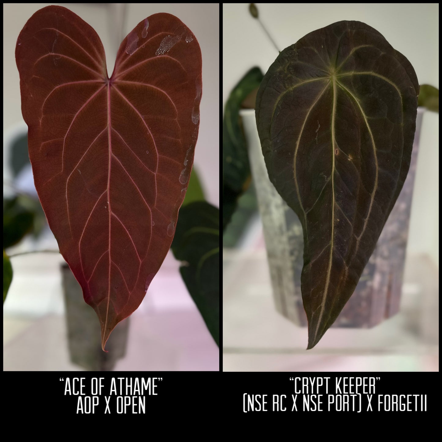 Ace of Athame x Crypt Keeper 1 leaf seeding