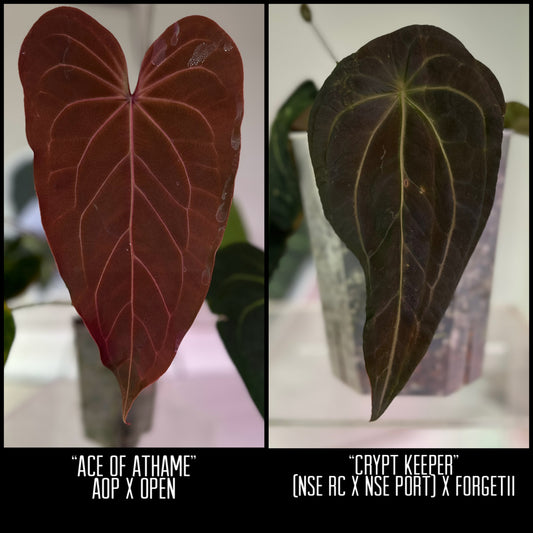 Ace of Athame x Crypt Keeper 1 leaf seeding