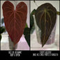Ace of Athame x Crypt Keeper 1 leaf seeding
