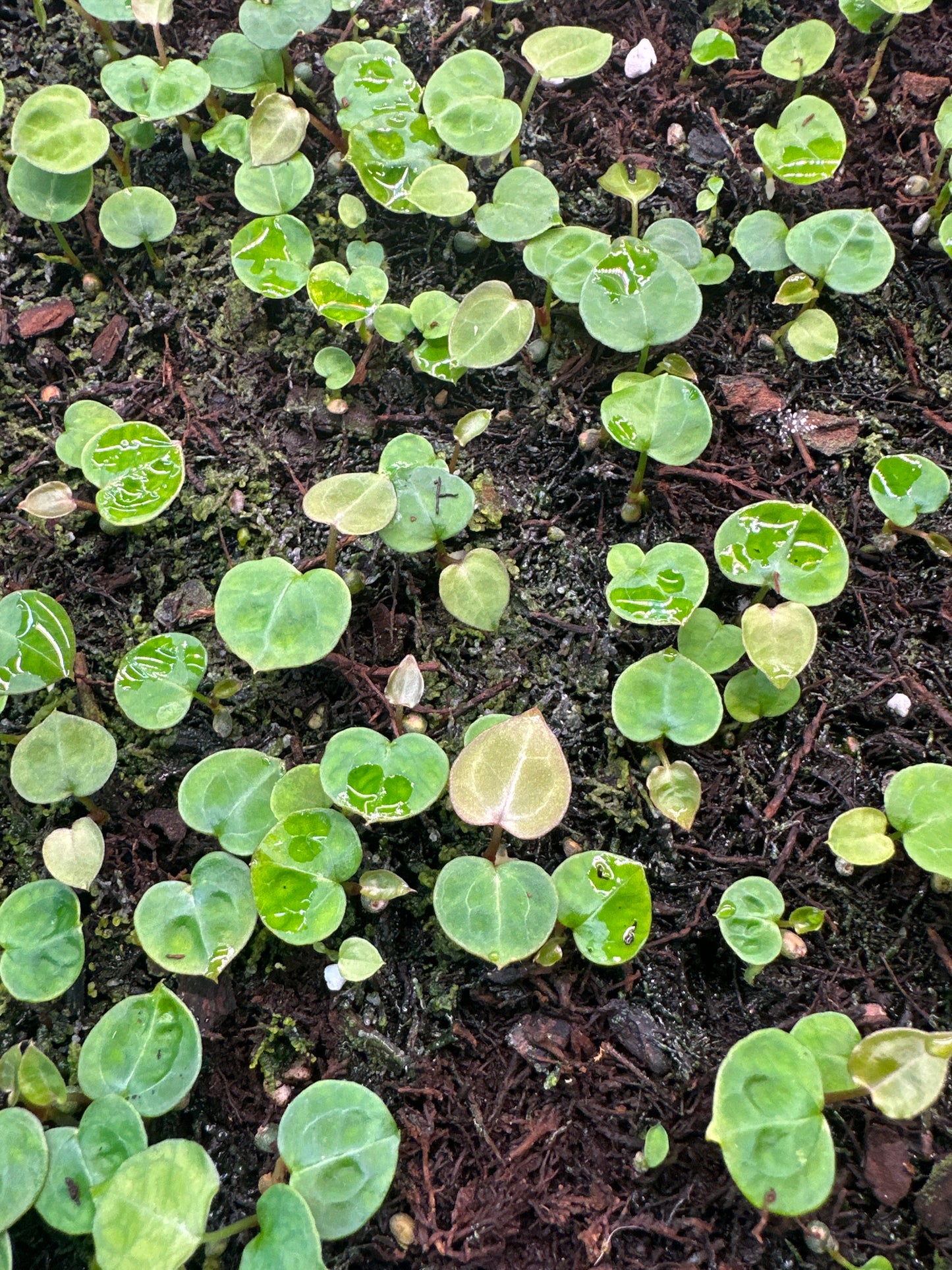 (Hú x Red Crystal) x Black Widow Michelle 1 leaf seedling