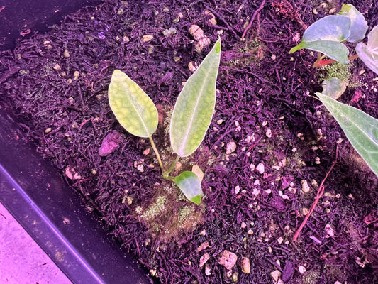 HOLD Keshia Queen seedling