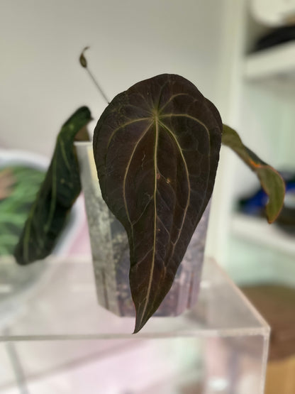 Ace of Athame x Crypt Keeper 1 leaf seeding