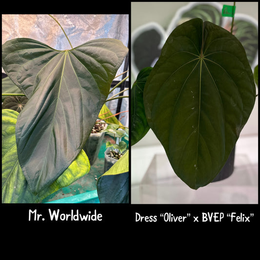 Mr Worldwide x (Dress “Oliver” x BVEP “Felix”) 1-2 leaf Seedling