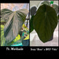 Mr Worldwide x (Dress “Oliver” x BVEP “Felix”) 1-2 leaf Seedling