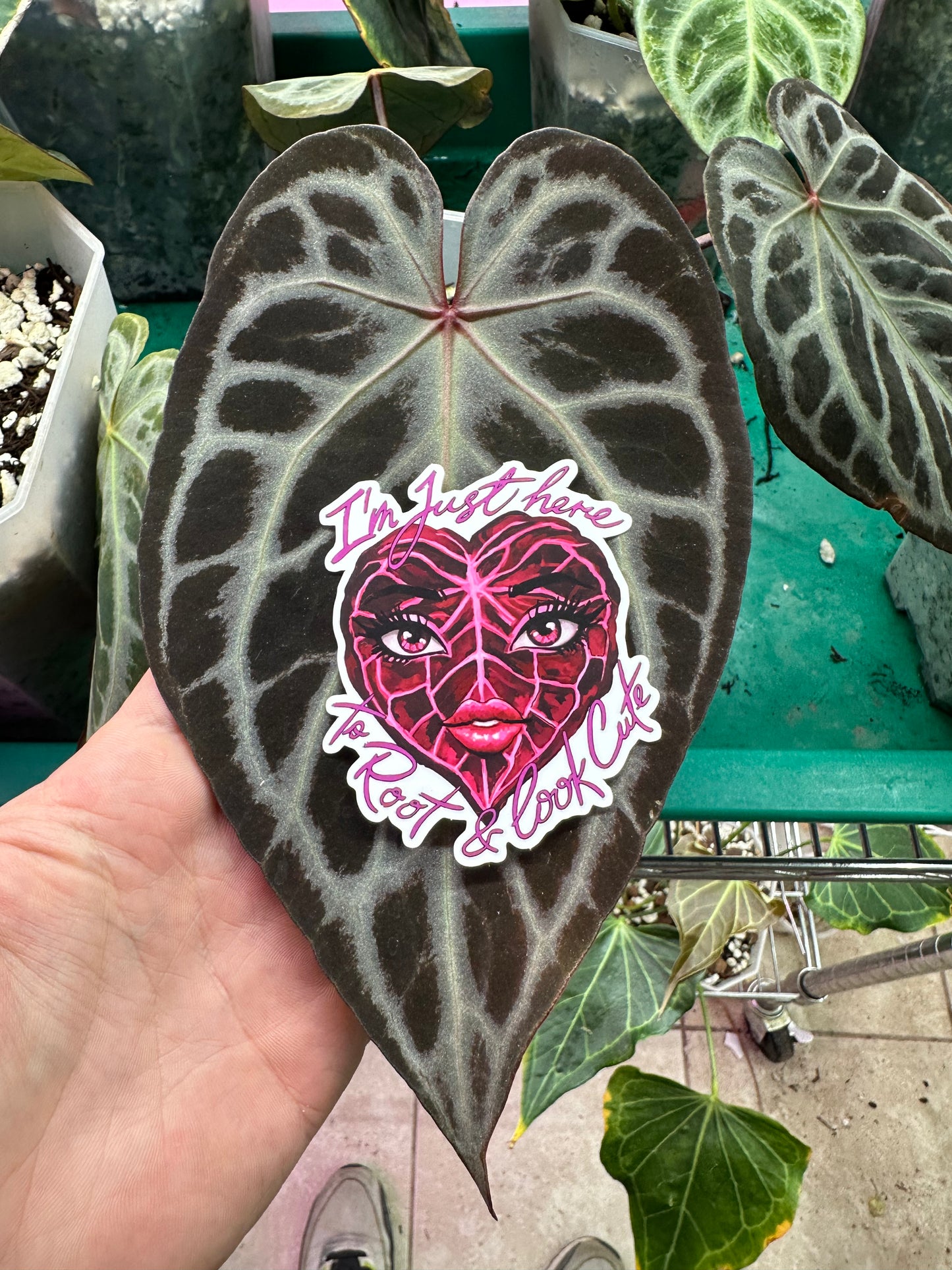 Root and Look Cute Sticker