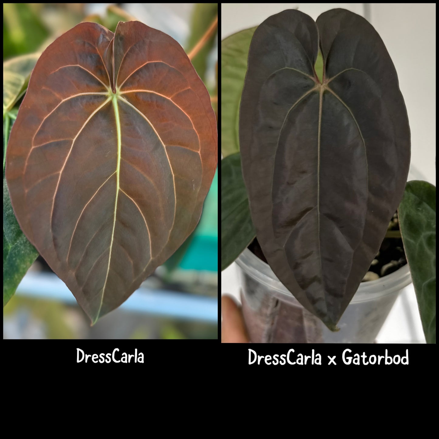 DressCarla x (DressCarla x Gatorbod) 3-4 leaf seedlings