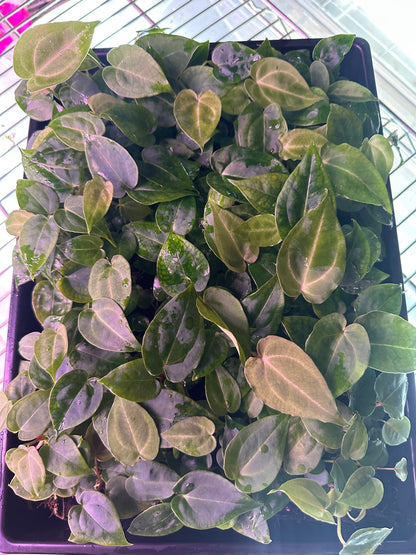 Dark Mag “Cocoa Stripes” x Curly Sinus Mag 3-4 leaf seedling