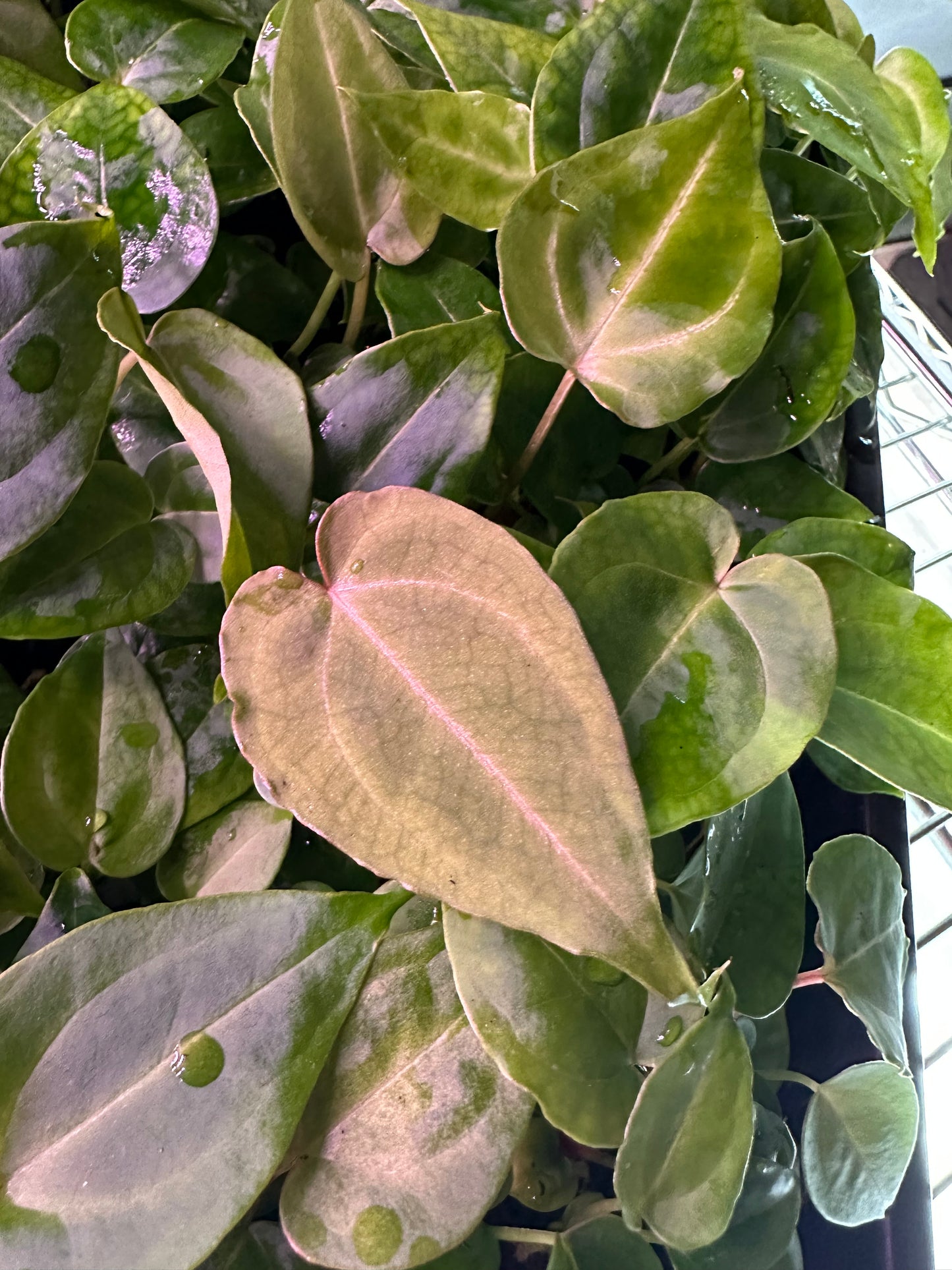 Dark Mag “Cocoa Stripes” x Curly Sinus Mag 3-4 leaf seedling