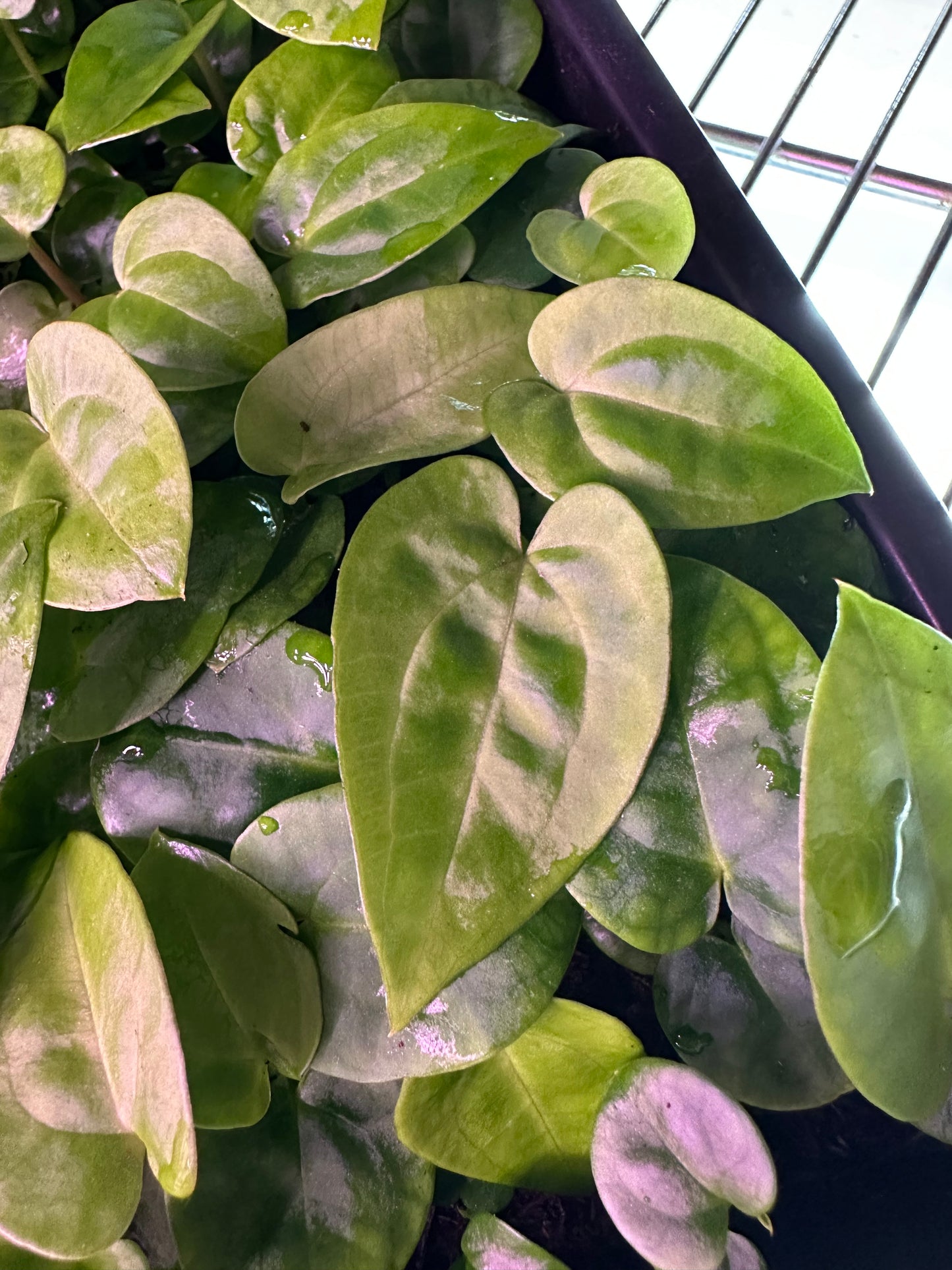 DressCarla x (DressCarla x Gatorbod) 3-4 leaf seedlings