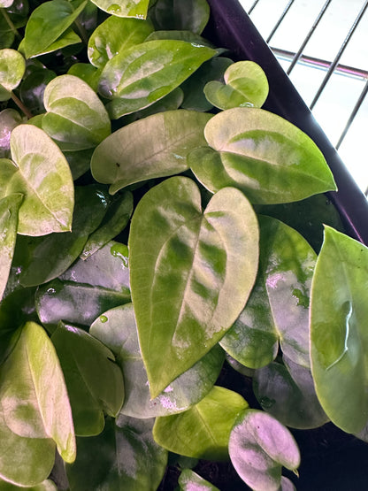 DressCarla x (DressCarla x Gatorbod) 3-4 leaf seedlings