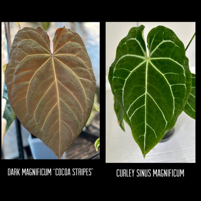 Dark Mag “Cocoa Stripes” x Curly Sinus Mag 3-4 leaf seedling