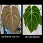 Dark Mag “Cocoa Stripes” x Curly Sinus Mag 3-4 leaf seedling