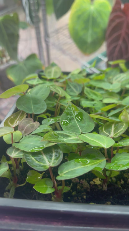 (Hú x Red Crystal) x Black Widow Michelle 4-5 leaf seedling